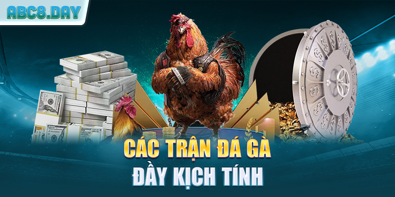 Các trận đá gà đầy kịch tính