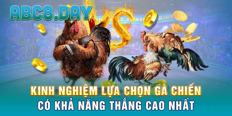 Kinh nghiệm lựa chọn gà chiến có khả năng thắng cao nhất